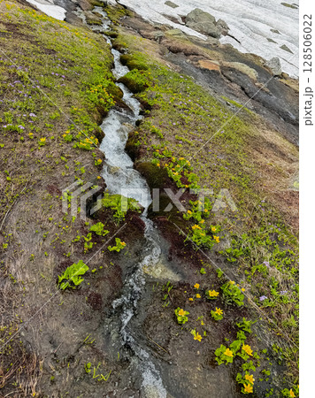 Glacial creek mountain river among flowers 128506022