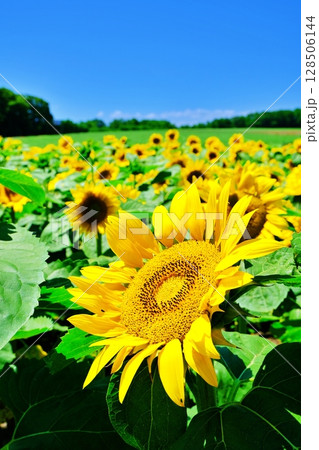 北海道北竜町 ひまわりの里の風景 北海道北竜町 ひまわりの里の風景 128506144