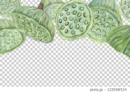 Green lotus seedpods horizontal watercolor frame isolated background. Tropical aquatic plants illustration. Water Lily pods border for cosmetic, food decor, invitations, packaging, Space for text. Green lotus seedpods horizontal watercolor frame isolated background. Tropical aquatic plants illustration. Water Lily pods border for cosmetic, food decor, invitations, packaging, Space for text. 128506524