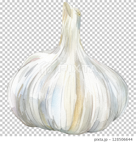 Handmade garlic bulb illustration in watercolor showing layered cloves and dried roots, isolated on white background. Cooking or herbal concept Handmade garlic bulb illustration in watercolor showing layered cloves and dried roots, isolated on white background. Cooking or herbal concept 128506644