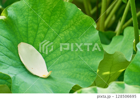 蓮の葉の上に散った白い蓮の花びら 128506695