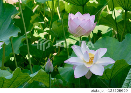 夏の朝の静寂を彩るハスの花 128506699