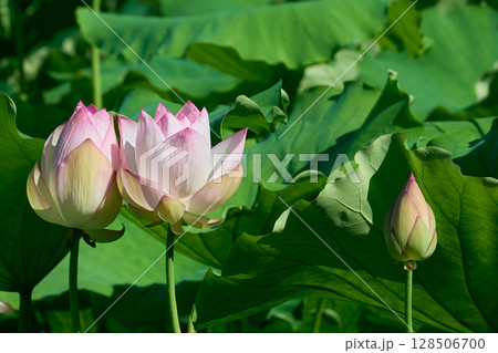 夏の朝の静寂を彩るハスの花 128506700