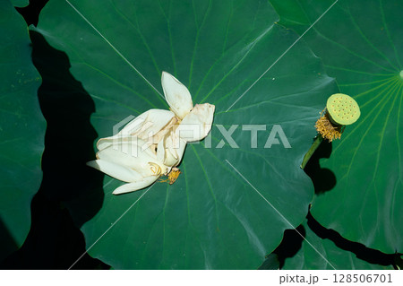 蓮の葉の上に散り溜まった蓮の花びら 蓮の葉の上に散り溜まった蓮の花びら 128506701