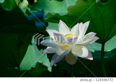 夏の朝の静寂を彩るハスの花 128506772