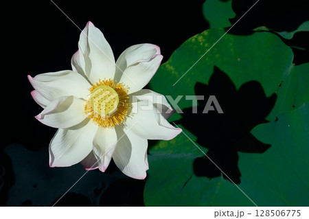 ハスの葉に出来た花のシルエット。花にピント。 128506775