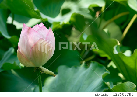 夏の朝の静寂を彩るハスの花 夏の朝の静寂を彩るハスの花 128506790