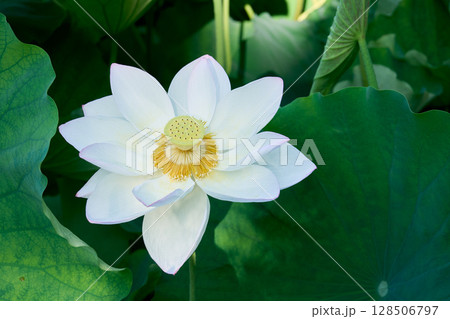 夏の朝の静寂を彩るハスの花 夏の朝の静寂を彩るハスの花 128506797