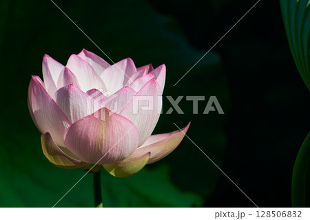 夏の朝の静寂を彩るハスの花 128506832