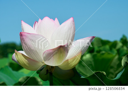 夏の朝の静寂を彩るハスの花 夏の朝の静寂を彩るハスの花 128506834