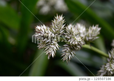 ホヘンベルギア・ステラタ 128507186