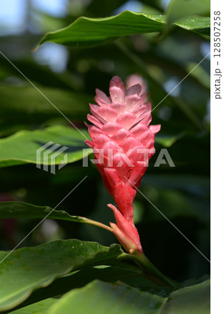 アルピニア・プルプラタ　レッドジンジャー 128507258