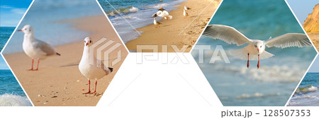 Seagull on a sandy beach with the sea in the background. Seagull on a sandy beach with the sea in the background. 128507353