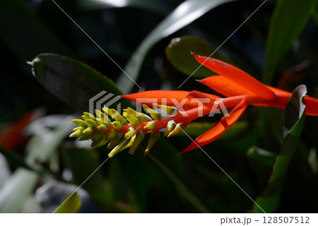 サンゴアナナス 128507512