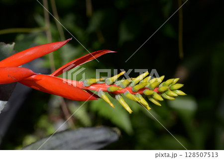 サンゴアナナス 128507513