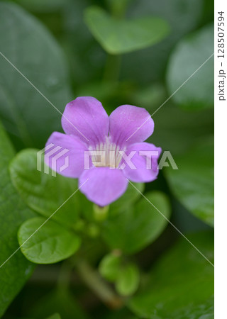 ビグノリア・マグニフィカ 128507594