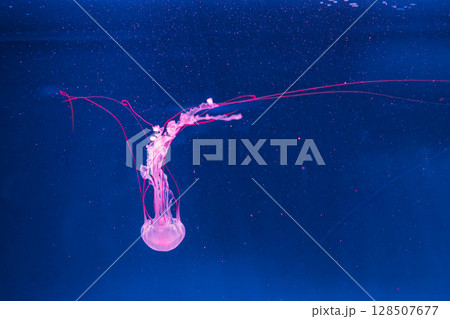 underwater photography jellyfish Purple striped jelly. Chrysaora colorata 128507677