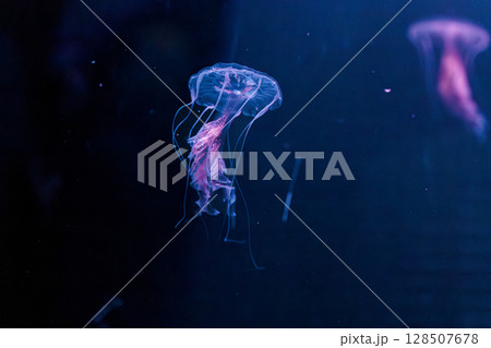 underwater photography jellyfish Chrysaora lactea, Milk Sea Nettle 128507678