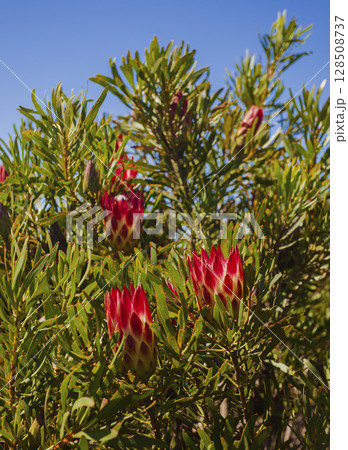 Flowering of the wild shrub Protea repens in the natural environment of the mountainous landscape of southern Africa. 128508737