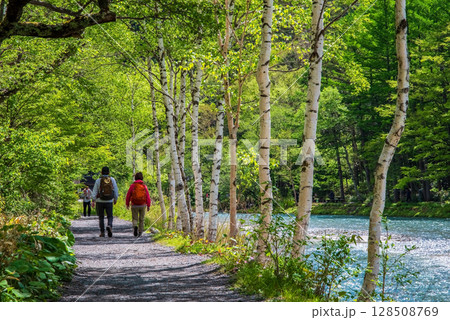 上高地『遊歩道沿いの白樺と梓川』 128508769