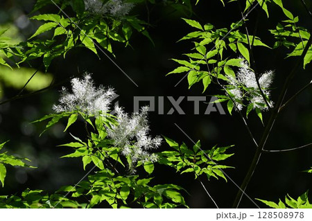 箕面の山で見た淡緑色の葉と木の枝に咲く白色の円錐花序が綺麗なマルバアオダモ 128508978