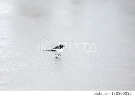 【白川郷】雪の上で遊ぶセグロセキレイ 128509050
