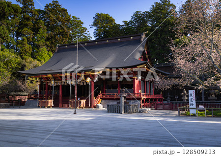 志波彦神社塩釜神社左右宮拝殿と満開の塩釜桜 志波彦神社塩釜神社左右宮拝殿と満開の塩釜桜 128509213