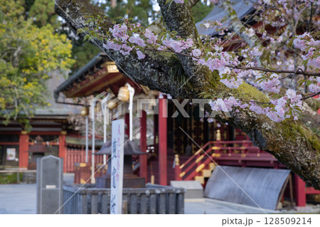 志波彦神社塩釜神社と満開の塩釜桜 志波彦神社塩釜神社と満開の塩釜桜 128509214