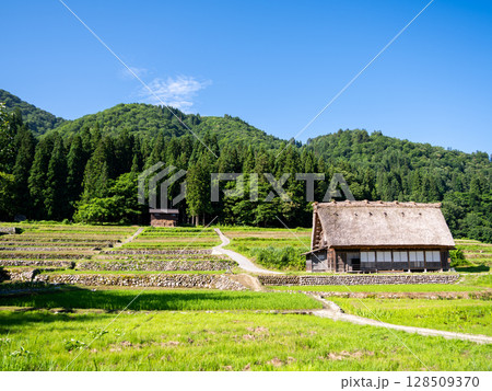 【白川郷】夏の合掌造りの村歩き 128509370