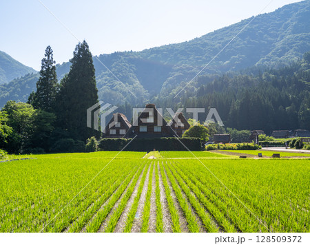 【白川郷】夏の合掌村の3連合掌 128509372