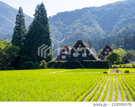 【白川郷】夏の合掌村の3連合掌 【白川郷】夏の合掌村の3連合掌 128509376