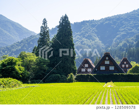【白川郷】夏の合掌村の3連合掌 【白川郷】夏の合掌村の3連合掌 128509378