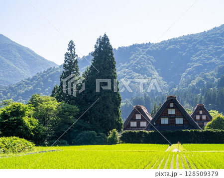 【白川郷】夏の合掌村の3連合掌 128509379