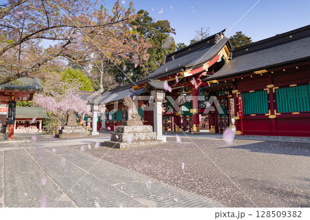 桜吹雪の塩釜神社唐門と廻廊 128509382