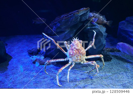 8069　アクアリウム　タカアシガニ 128509446