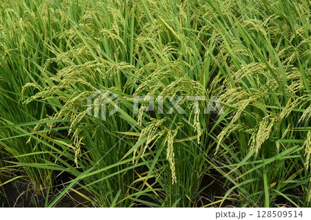稔り始めた稲穂 山形庄内米 稔り始めた稲穂 山形庄内米 128509514