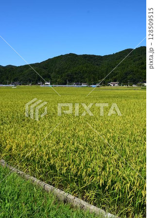 稔り始めた稲穂 山形庄内米 稔り始めた稲穂 山形庄内米 128509515