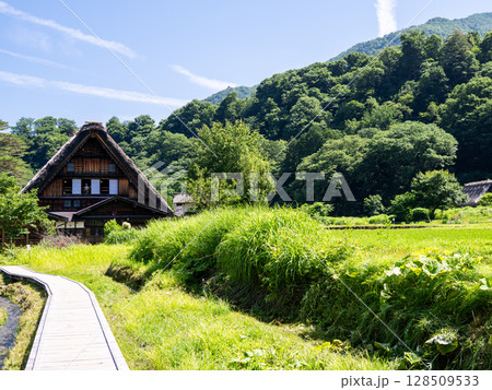 【白川郷】夏の合掌造りの村歩き 128509533
