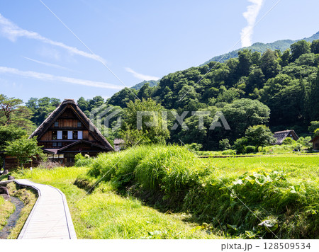【白川郷】夏の合掌造りの村歩き 128509534