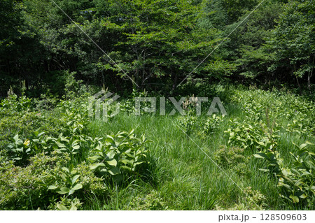栃木県那須塩原市 沼ッ原湿原の風景 128509603
