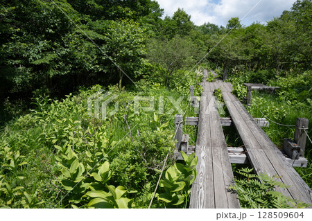 那須塩原市 沼ッ原湿原 木道のある風景 128509604