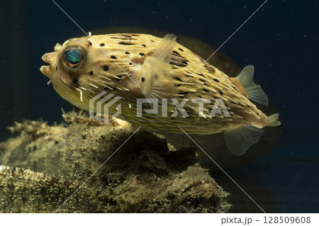 ハリセンボン　フグ オニオコゼ　オコゼ　魚　海水魚　毒魚　虎魚　鬼虎魚 128509608