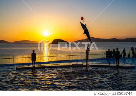 夕暮れのイルカショー 128509744