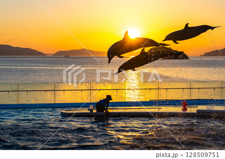夕暮れのイルカショー 夕暮れのイルカショー 128509751