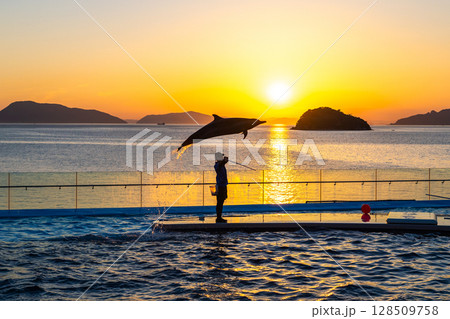 夕暮れのイルカショー 夕暮れのイルカショー 128509758