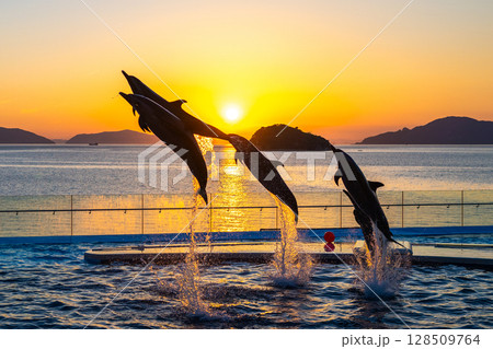 夕暮れのイルカショー 128509764