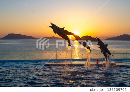 夕暮れのイルカショー 128509765