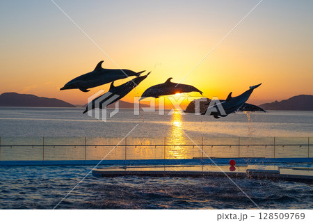 夕暮れのイルカショー 夕暮れのイルカショー 128509769
