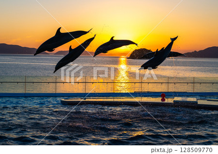 夕暮れのイルカショー 128509770