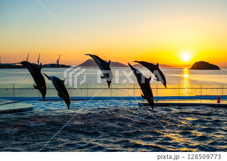 夕暮れのイルカショー 128509773